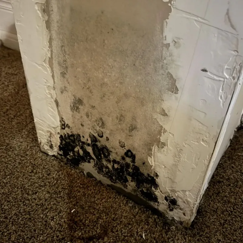 Professional Mold Removal in Arlington, VT